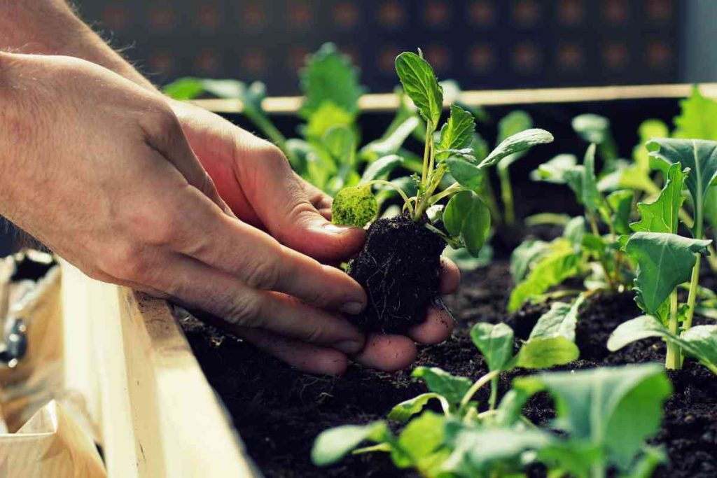 Huertos urbanos en Pachuca: un proyecto comunitario que mejora la alimentación y el entorno